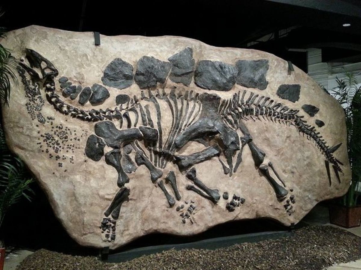 Gök taşı iddialarını dinozor fosili doğrulacak mı?