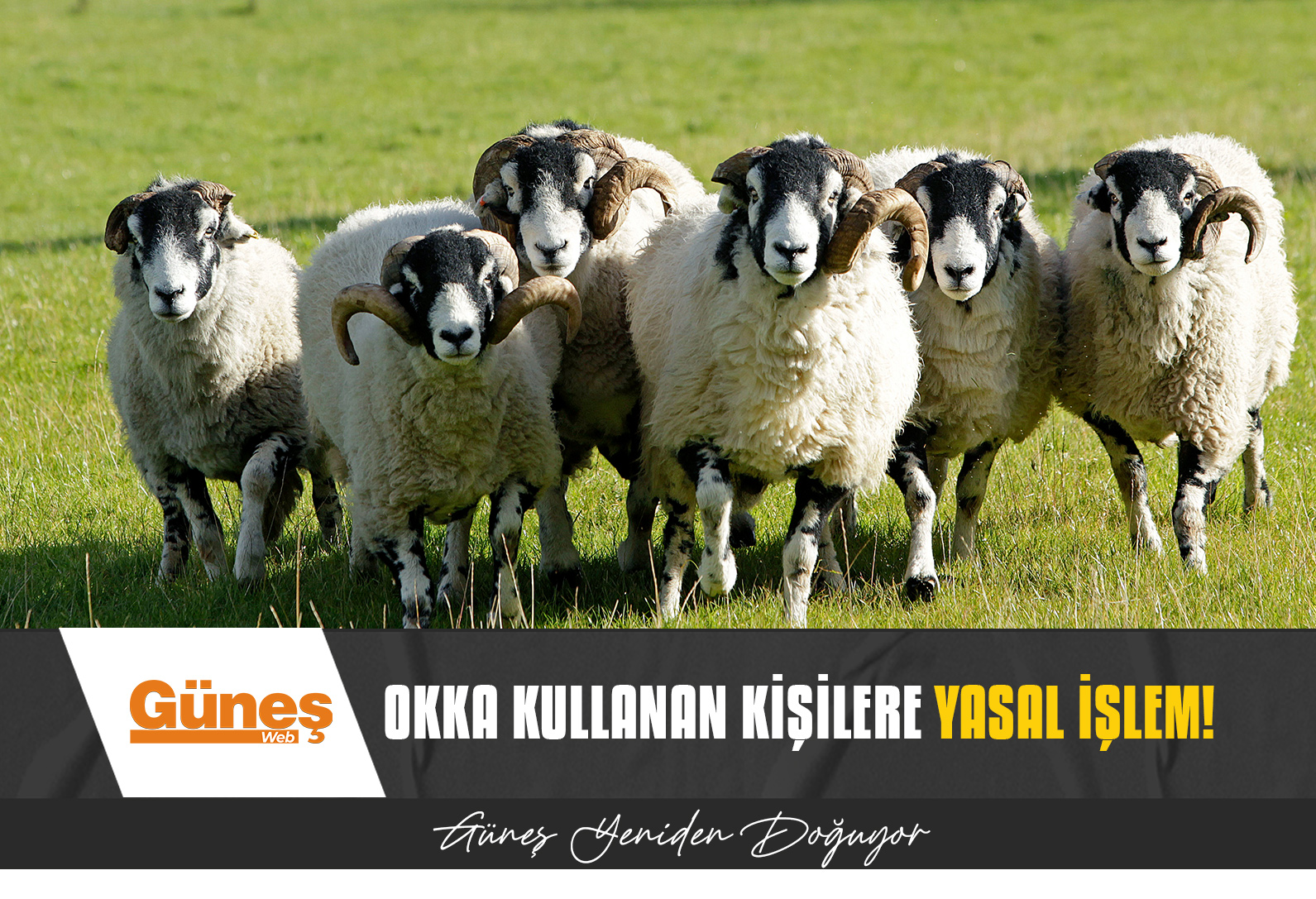 HAYVAN SATIŞLARINDA OKKA KULLANAN KİŞİLERE YASAL İŞLEM BAŞLATILACAK