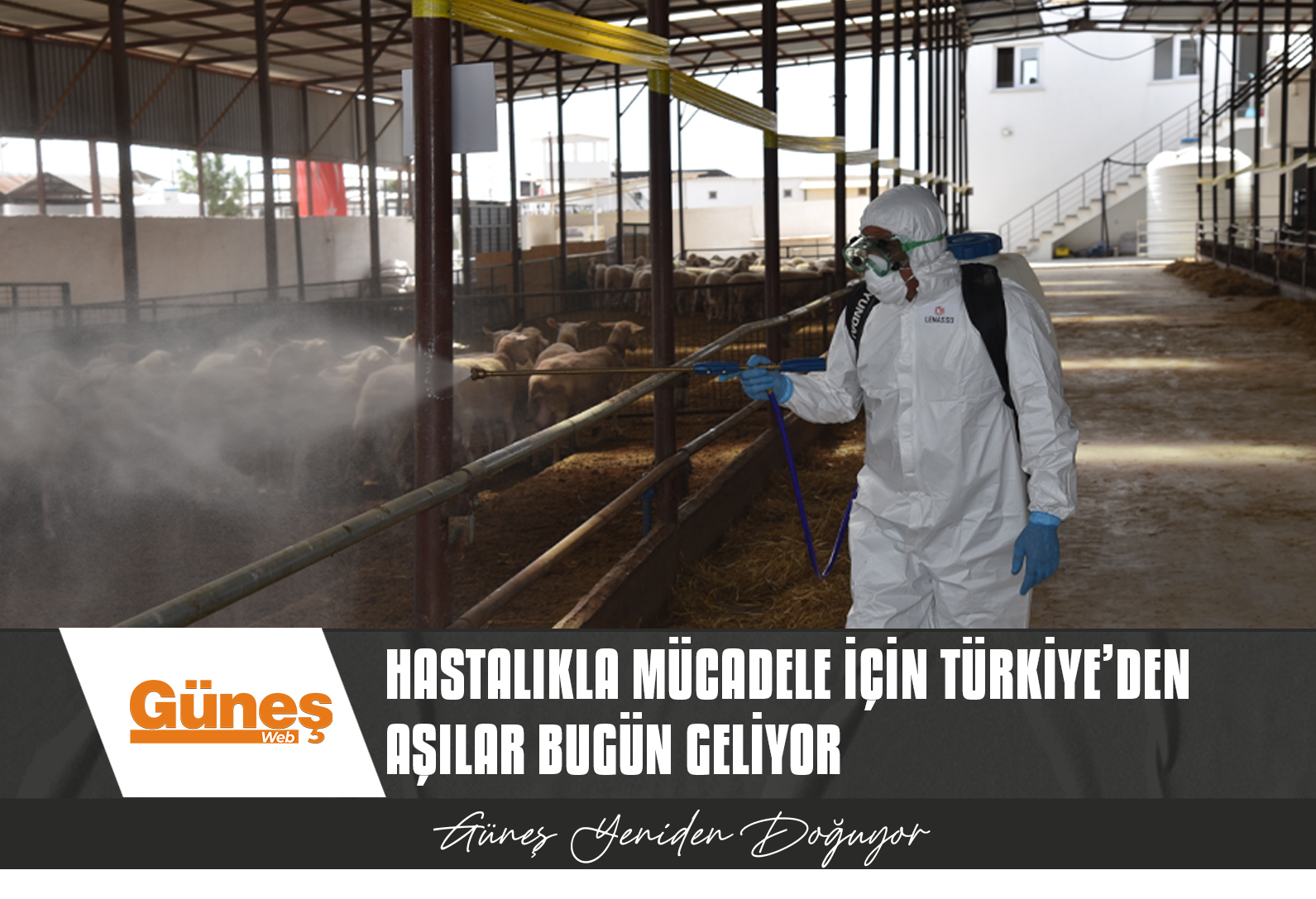 GAZİMAĞUSA BÖLGESİNDE KOYUN KEÇİ ÇİÇEK HASTALIĞI