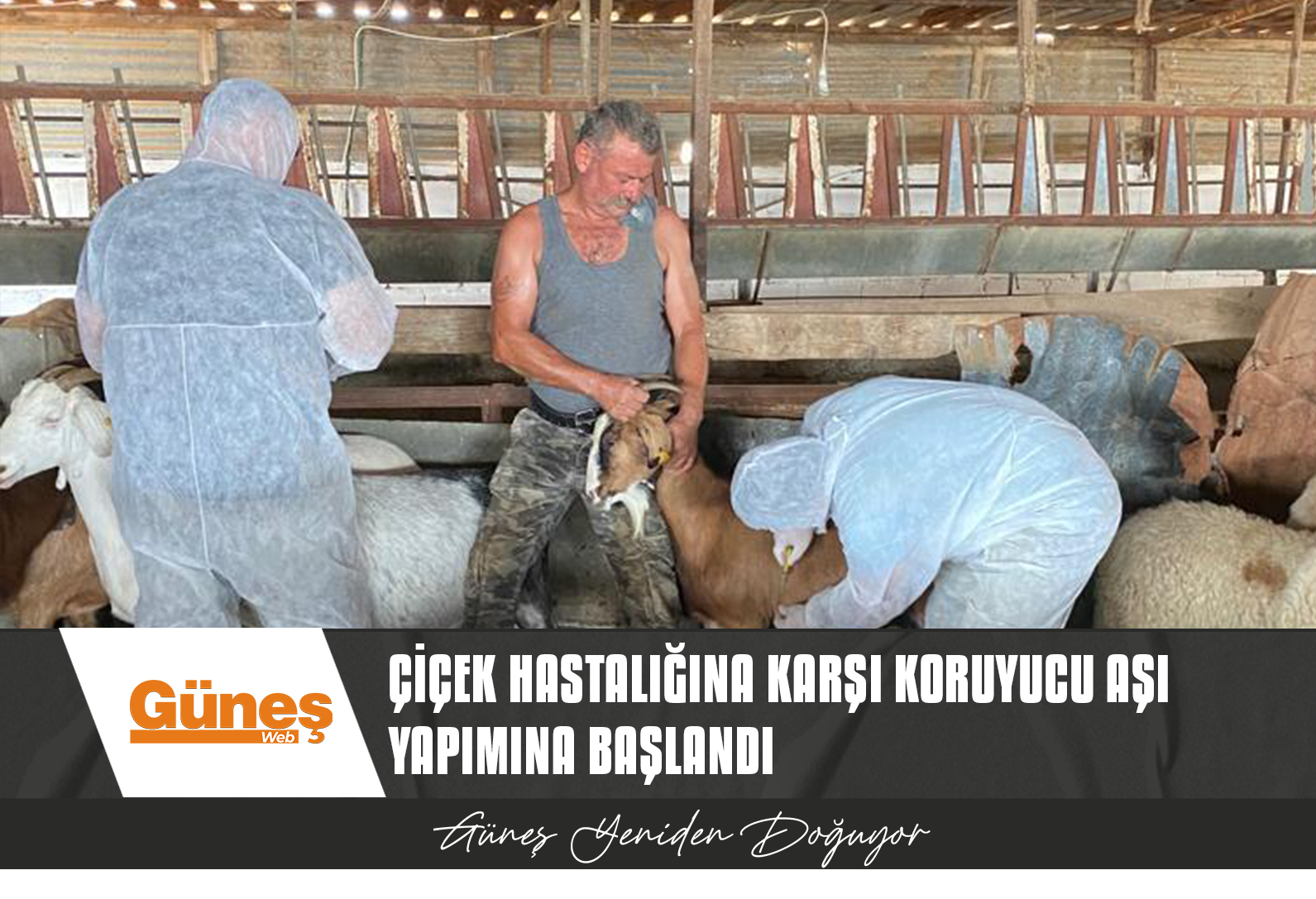 MANDRALARDA ÇİÇEK HASTALIĞINA KARŞI KORUYUCU AŞI YAPIMINA BAŞLANDI