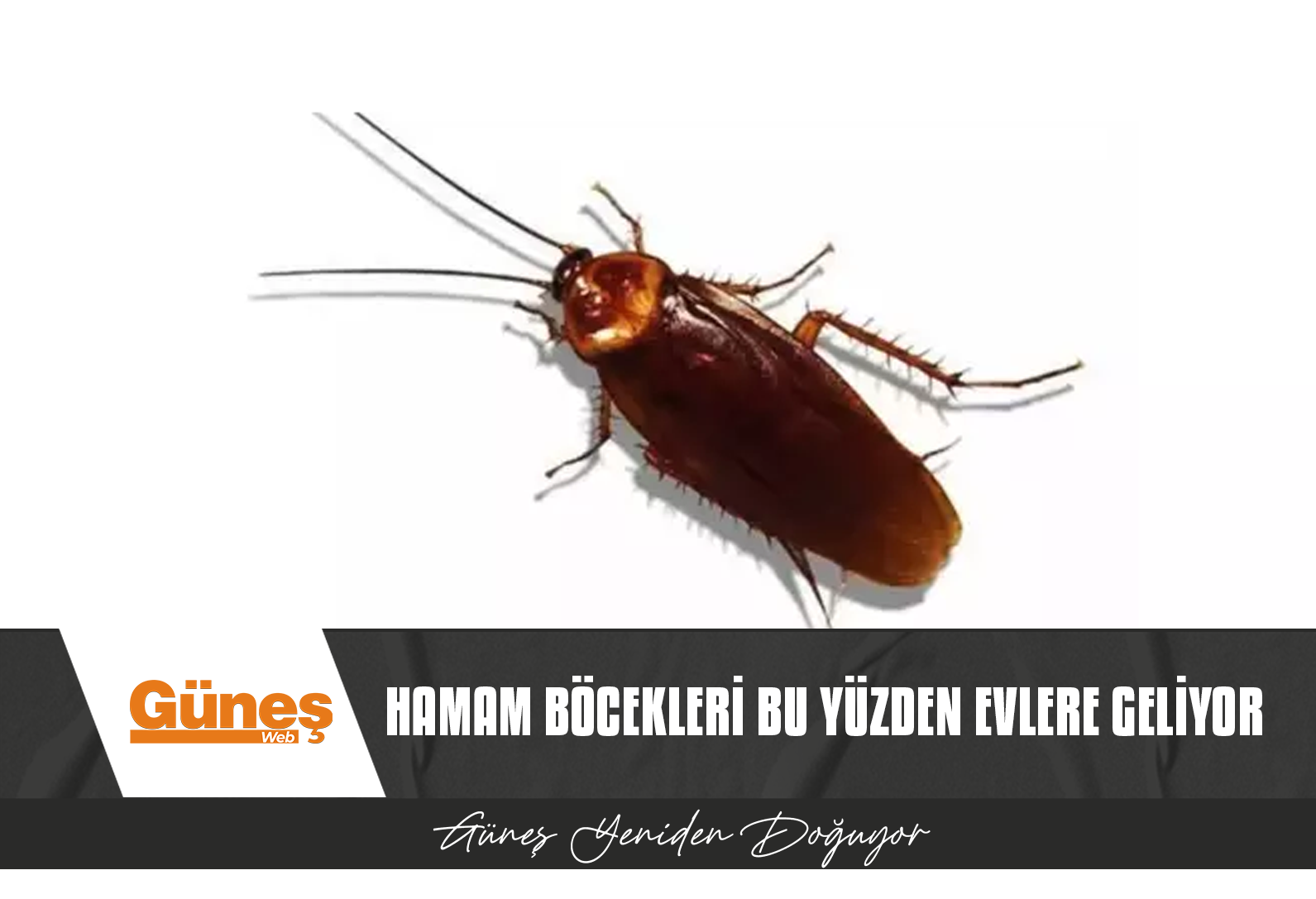 HAŞERELERDEN KURTULMANIN ÇÖZÜMÜ