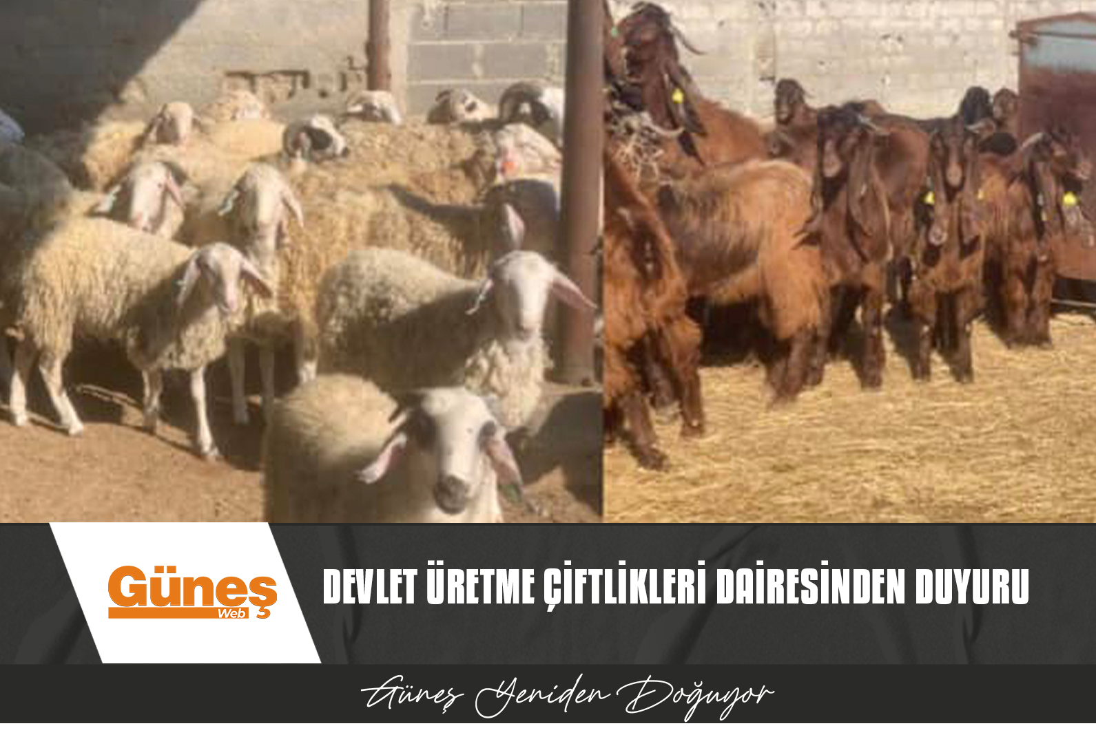 DEVLET ÜRETME ÇİFTLİKLERİ DAİRESİNDEN DUYURU