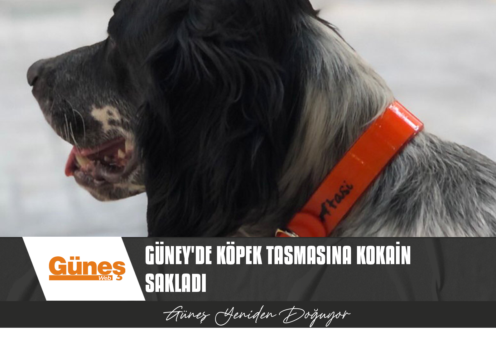 KÖPEK TASMASINA KOKAİN SAKLADI