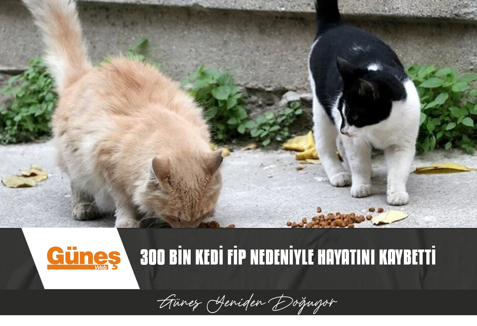 GÜNEY KIBRIS’TA FİP SALGINI: 300 BİN KEDİ ÖLDÜ