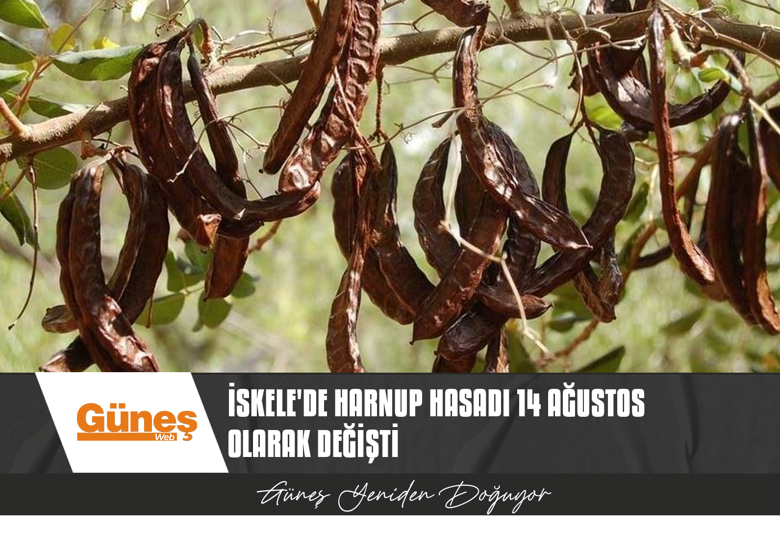 İSKELE’DE HARNUP HASADI 14 AĞUSTOS OLARAK DEĞİŞTİ