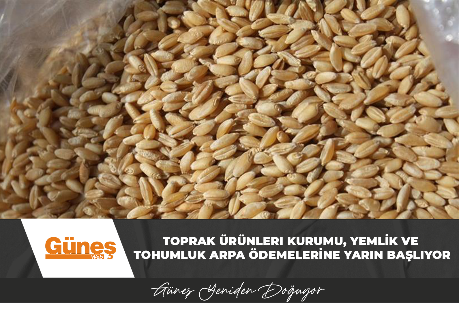 Toprak Ürünleri Kurumu, yemlik ve tohumluk arpa ödemelerine yarın başlıyor