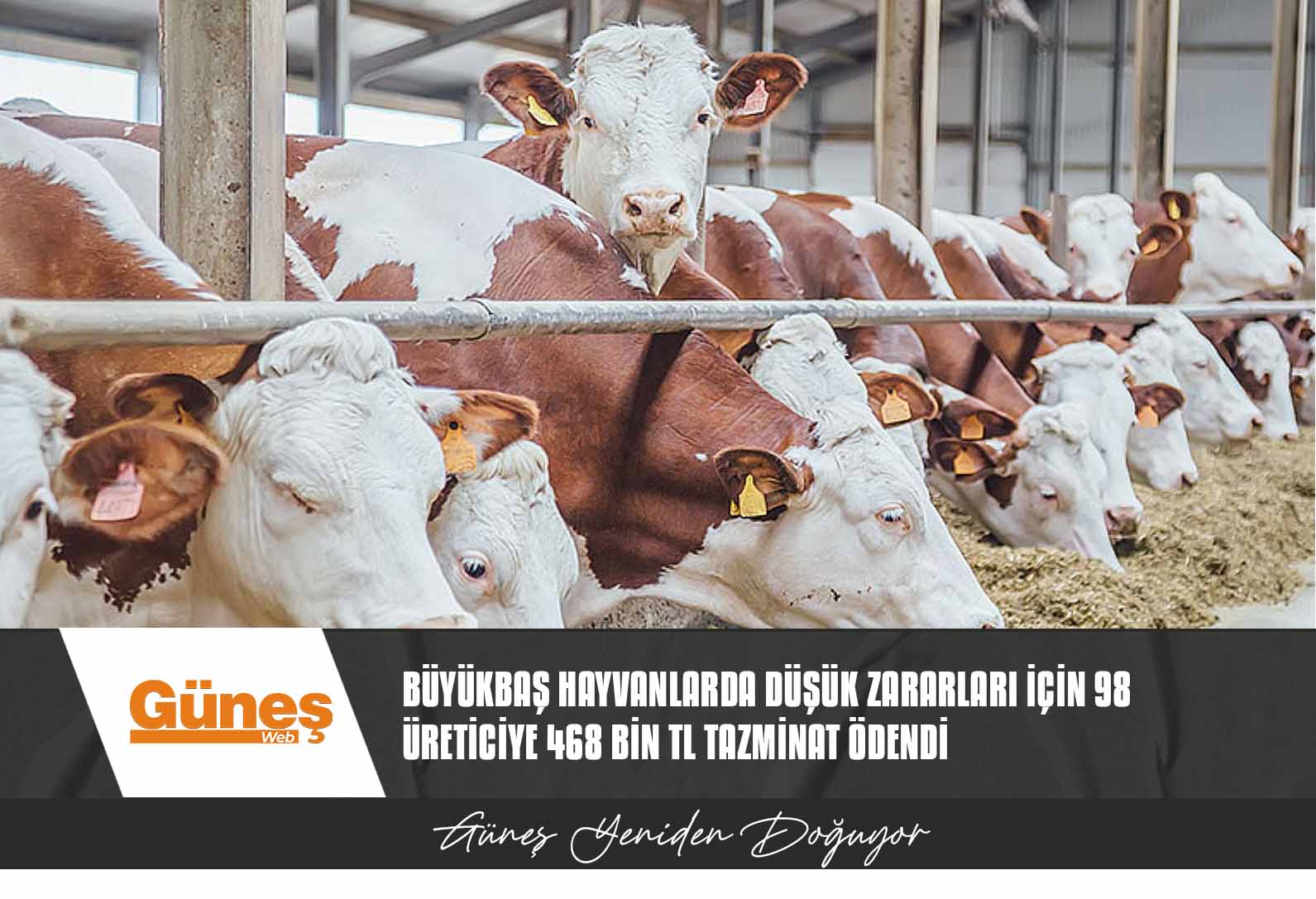 Büyükbaş hayvanlarda düşük zararları için 98 üreticiye 468 bin TL tazminat ödendi