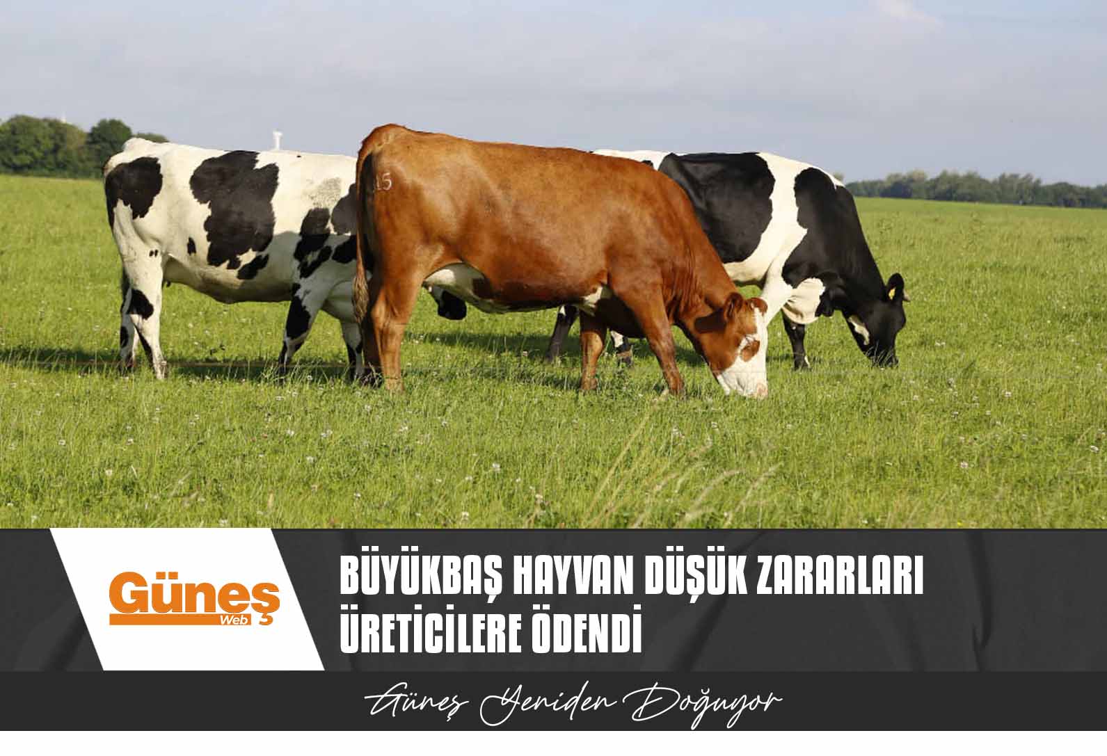 Büyükbaş hayvan düşük zararları üreticilere ödendi