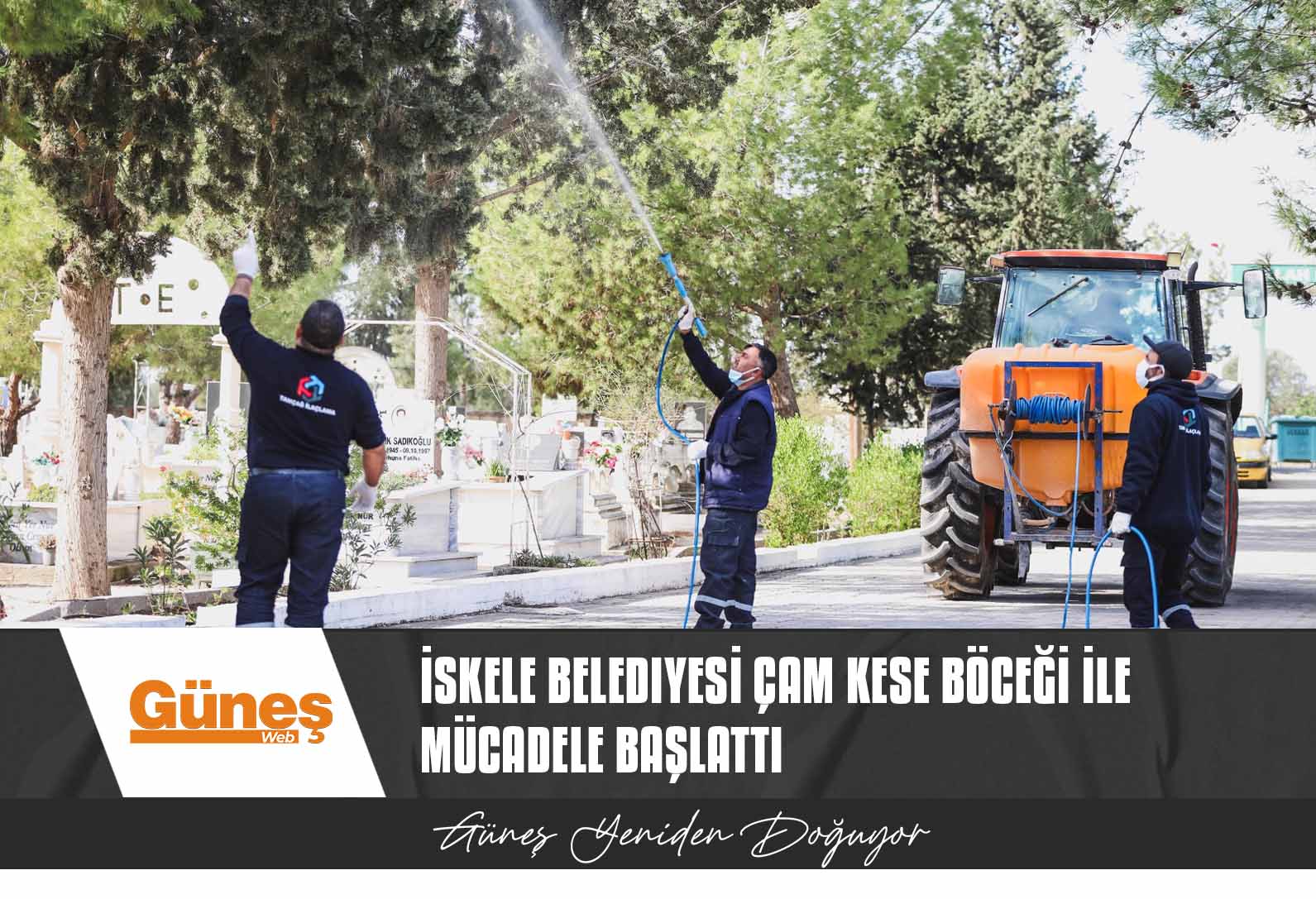 İskele Belediyesi çam kese böceği ile mücadele başlattı