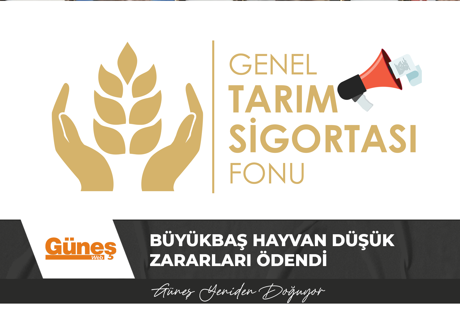 Büyükbaş hayvan düşük zararları ödendi