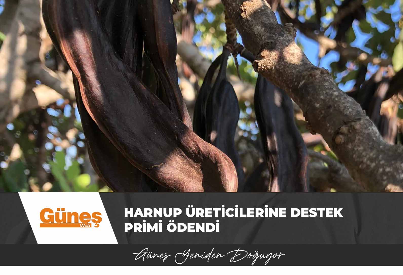 Harnup üreticilerine destek primi ödendi