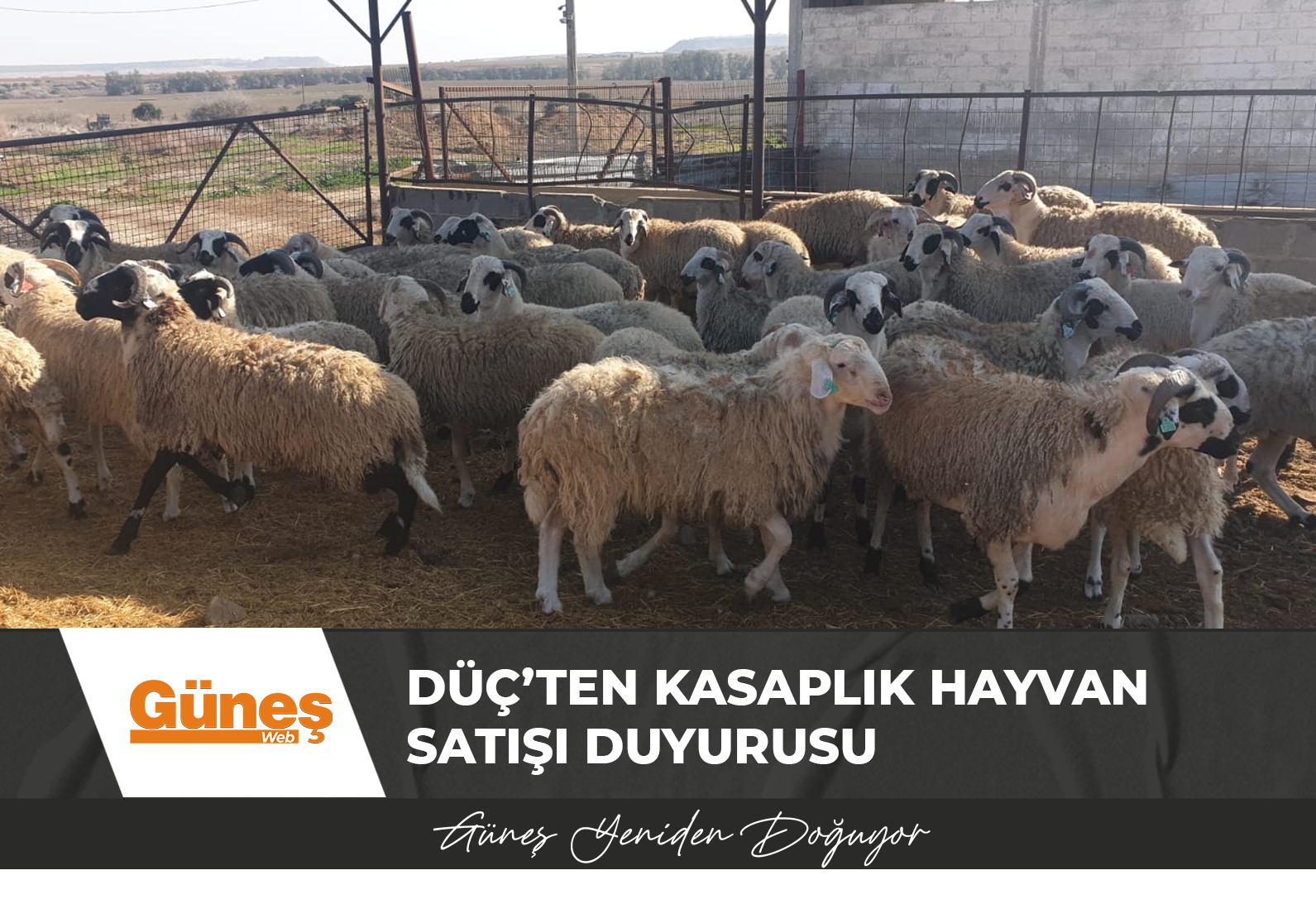 DÜÇ’ten kasaplık hayvan satışı duyurusu