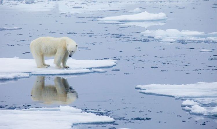 Araştırma: Kutup ayıları, avlanma alışkanlıklarını iklim değişikliğine adapte edemiyor