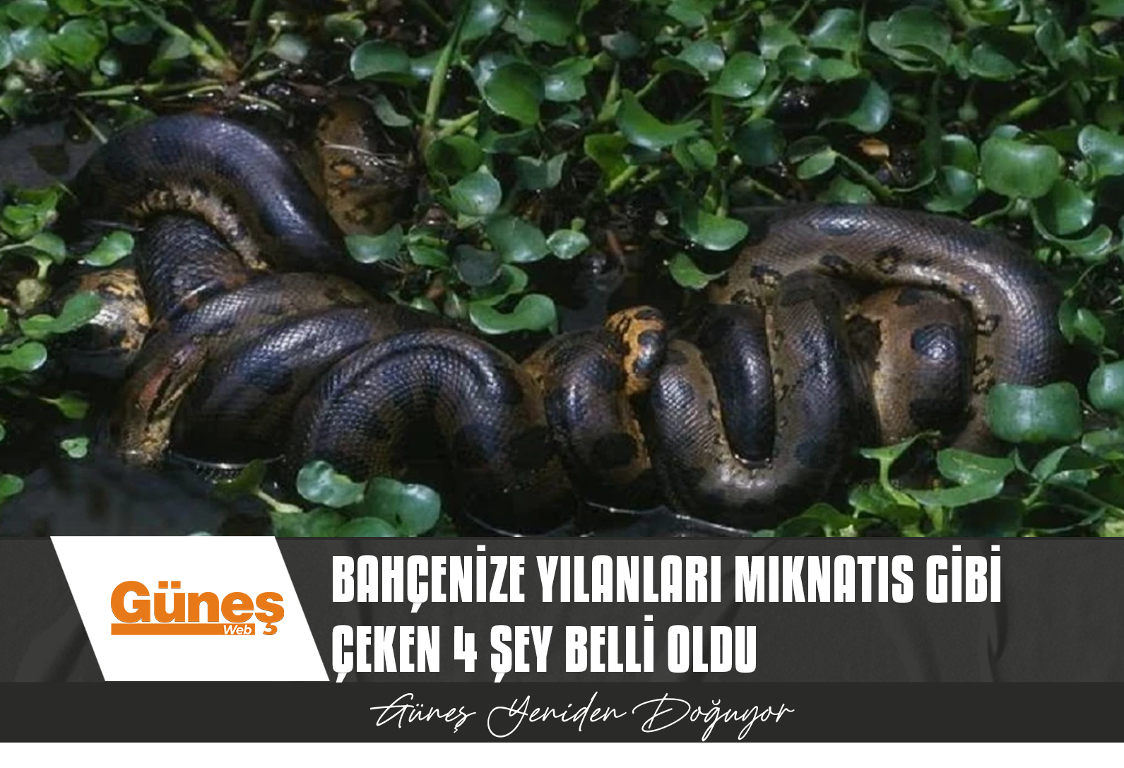 Bahçenize yılanları mıknatıs gibi çeken 4 şey belli oldu