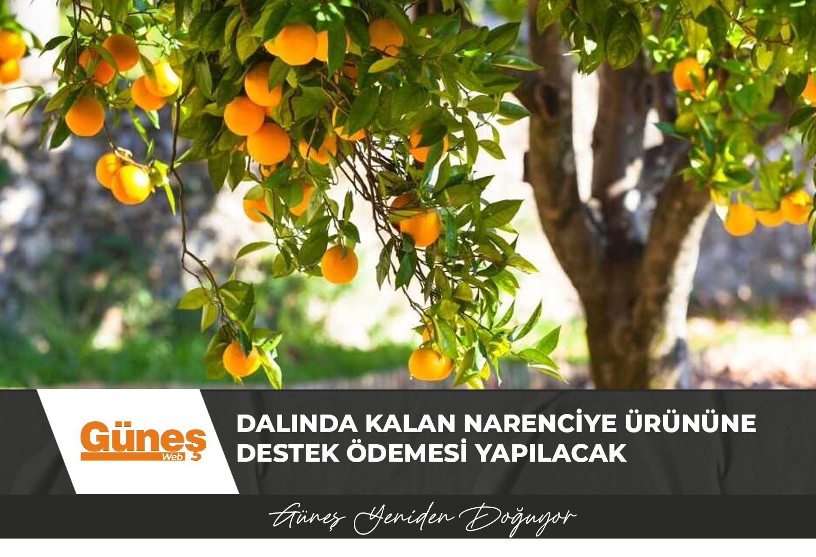 Dalında kalan narenciye ürününe destek ödemesi yapılacak