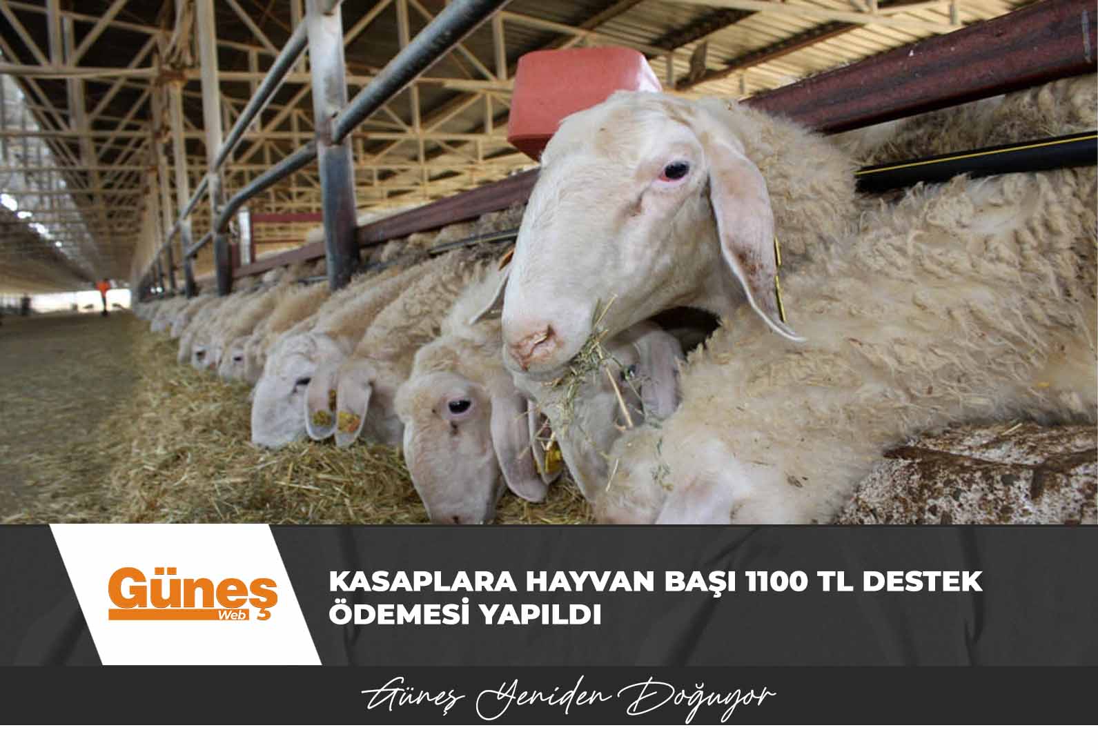 Kasaplara hayvan başı 1100 TL destek ödemesi yapıldı