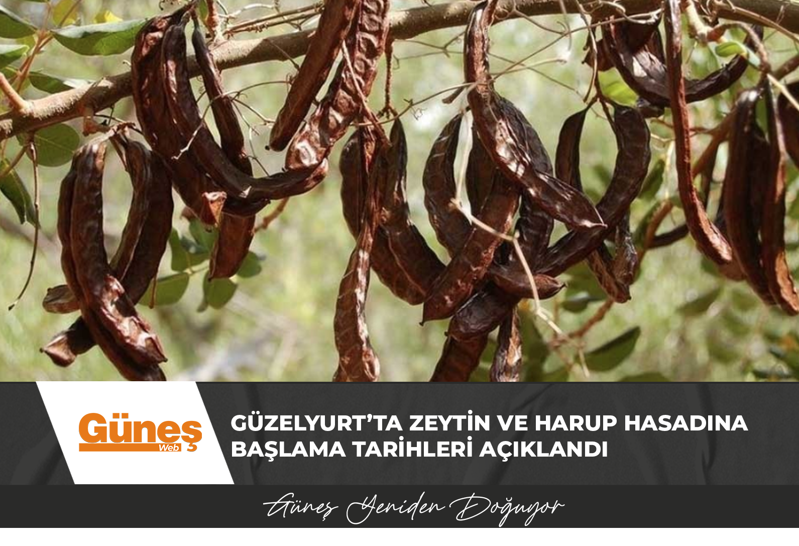 Güzelyurt’ta zeytin ve harup hasadına başlama tarihleri açıklandı