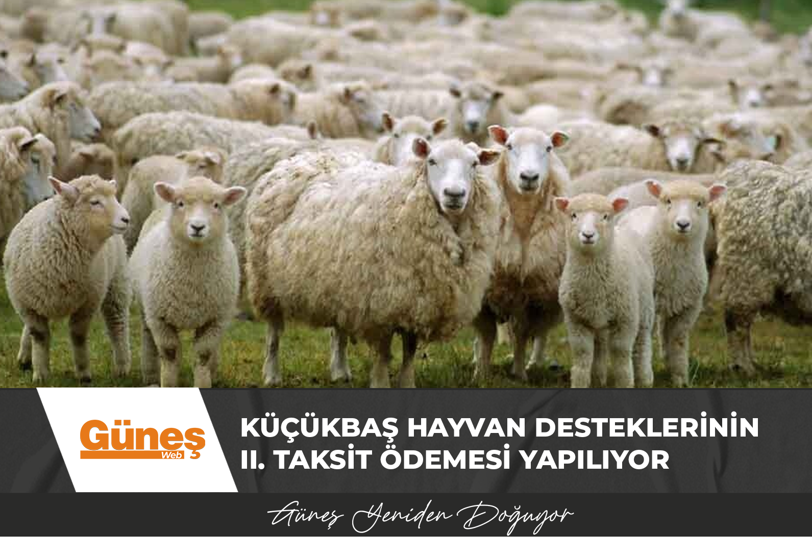 Küçükbaş Hayvan Desteklerinin II. Taksit Ödemesi Yapılıyor