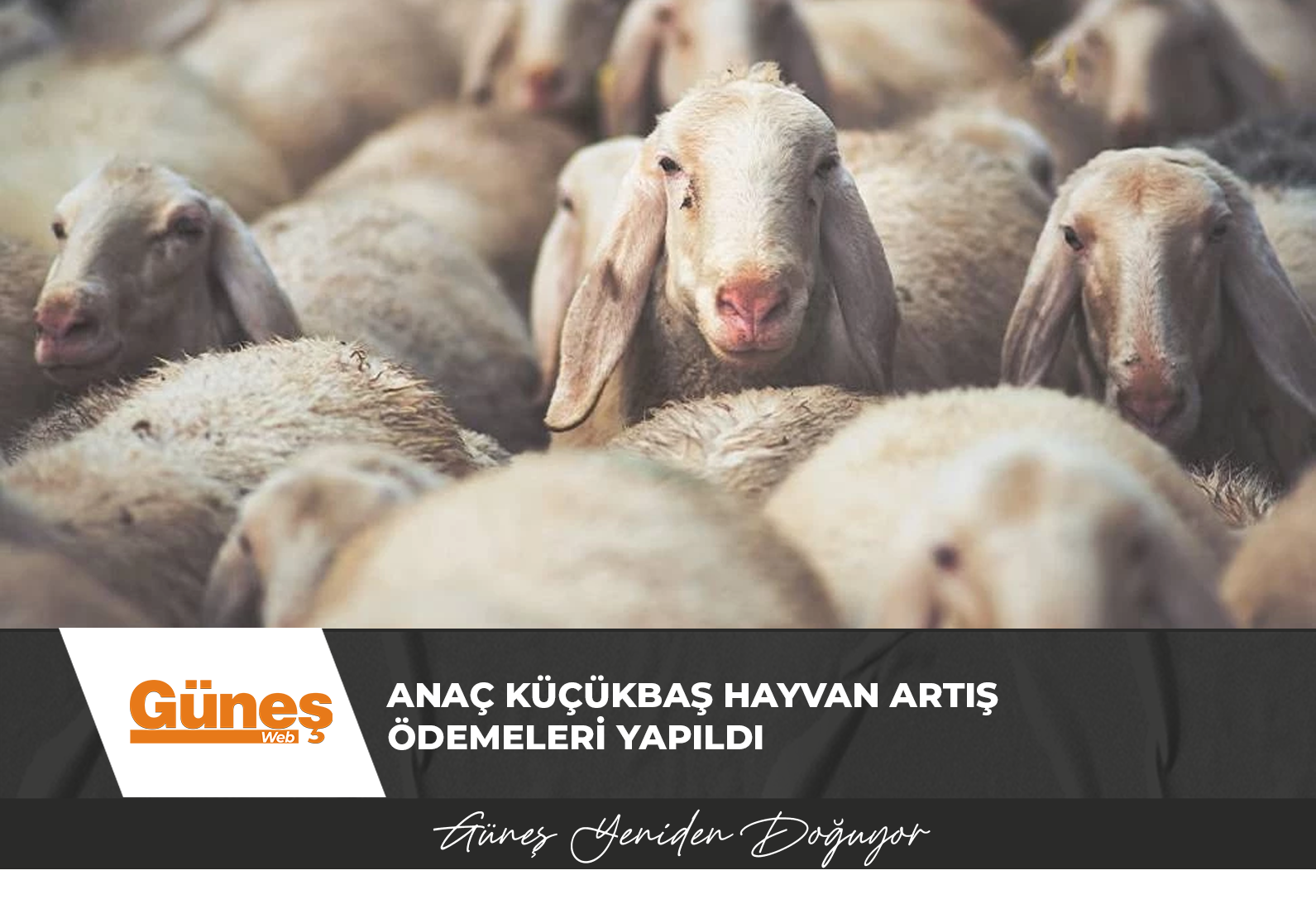 Anaç küçükbaş hayvan artış ödemeleri yapıldı