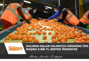 Dalında kalan Valenciya ürününe ton başına 6 bin TL destek ödenecek