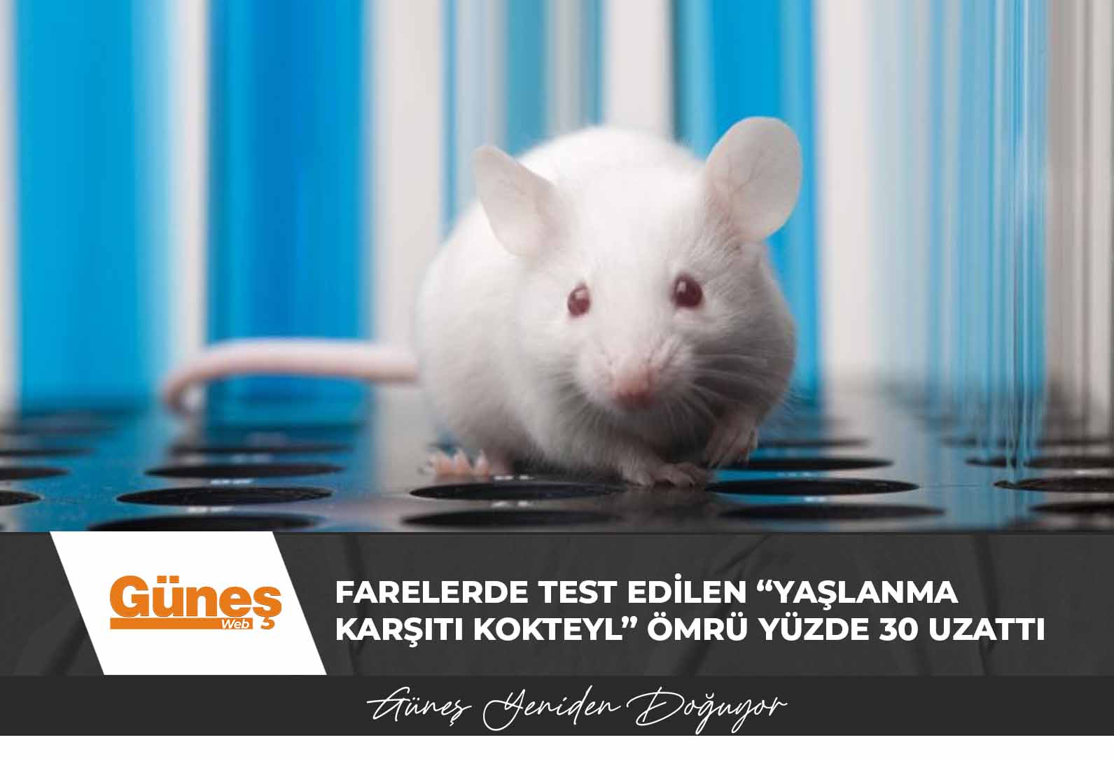 Farelerde test edilen “yaşlanma karşıtı kokteyl” ömrü yüzde 30 uzattı