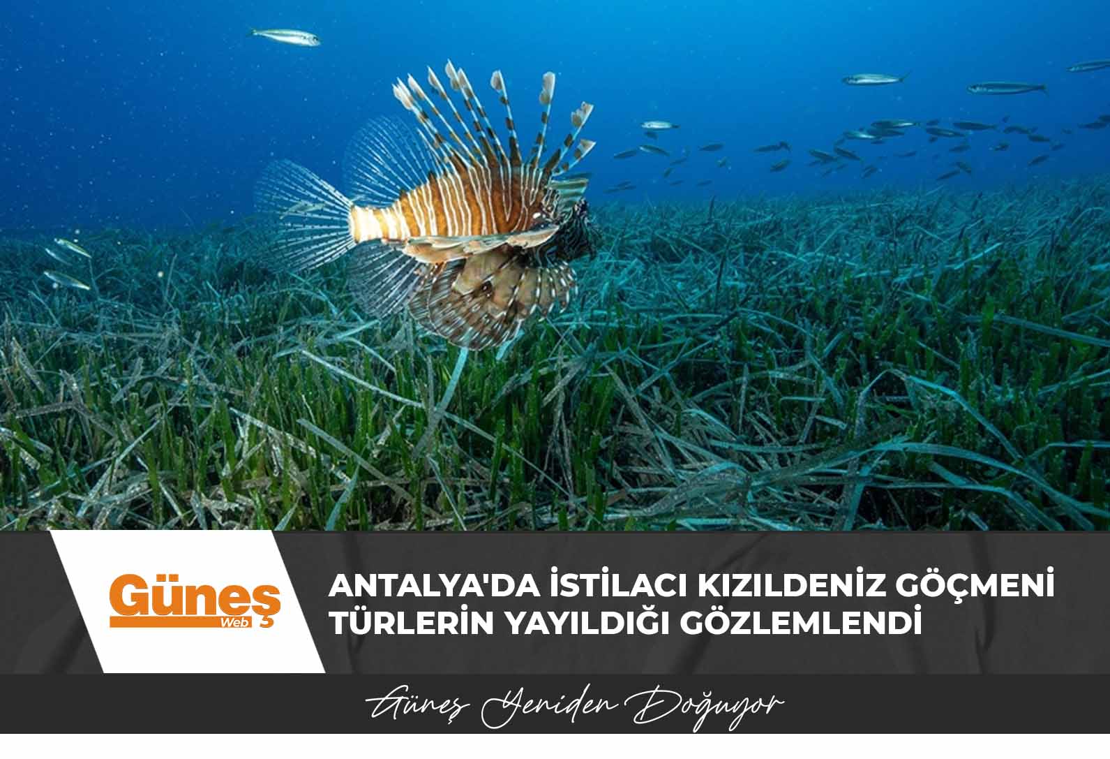 Antalya’da istilacı Kızıldeniz göçmeni türlerin yayıldığı gözlemlendi