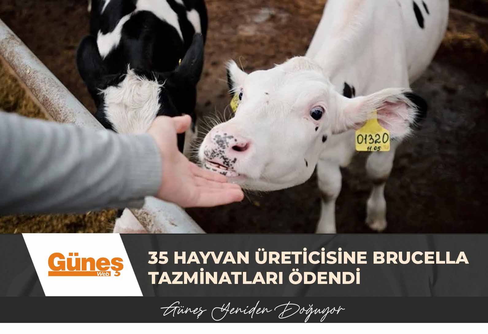 35 hayvan üreticisine brucella tazminatları ödendi