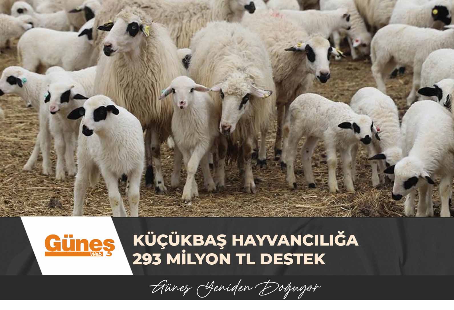 Küçükbaş Hayvancılığa 293 Milyon TL Destek