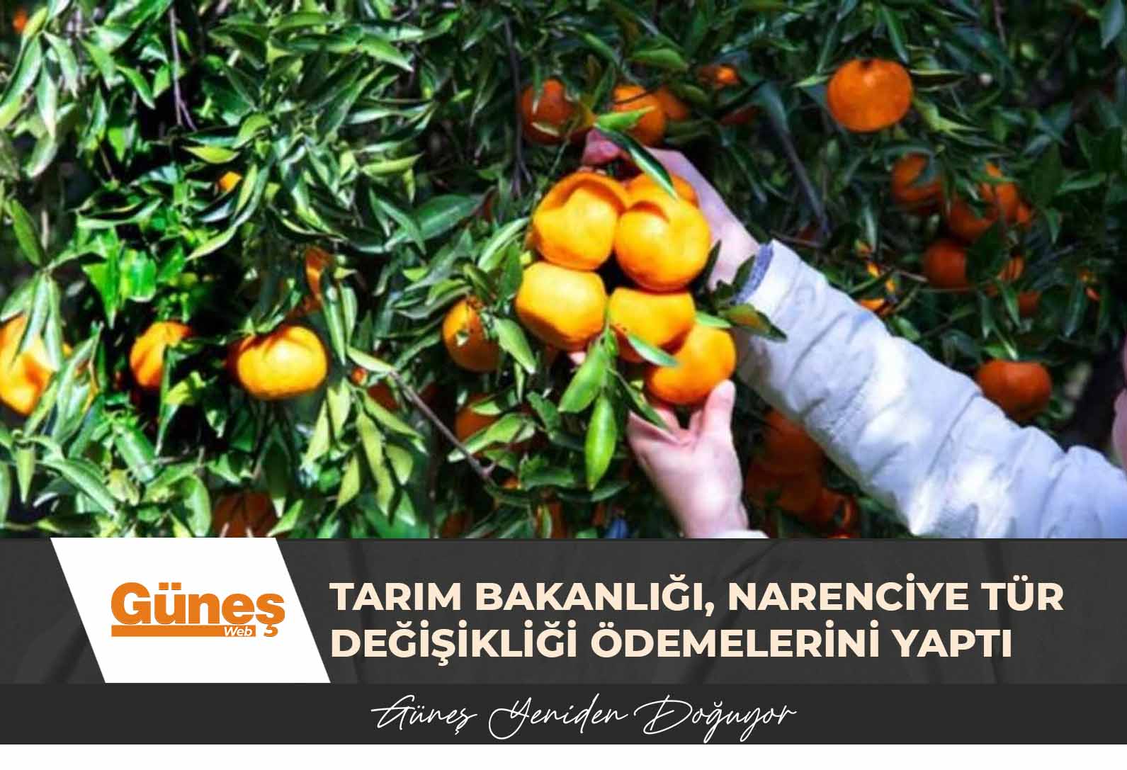 Tarım Bakanlığı, Narenciye tür değişikliği ödemelerini yaptı