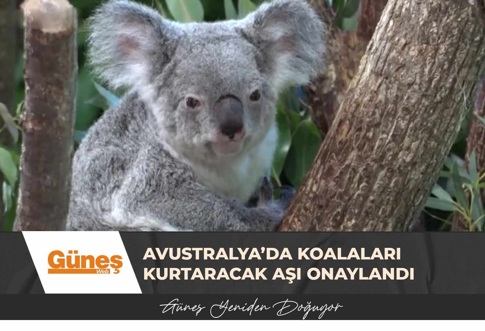 Avustralya’da koalaları kurtaracak aşı onaylandı