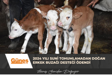 2024 YILI SUNİ TOHUMLAMADAN DOĞAN ERKEK BUZAĞI DESTEĞİ ÖDENDİ