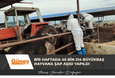 GÜNEŞ MANŞET