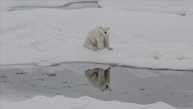 Kutup ayılarının artan sıcaklıklara uyum sağlamaya başladığı belirlendi