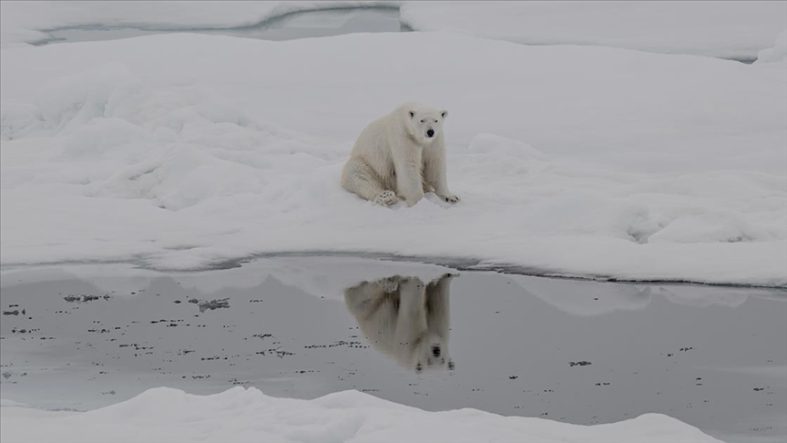 Kutup ayılarının artan sıcaklıklara uyum sağlamaya başladığı belirlendi