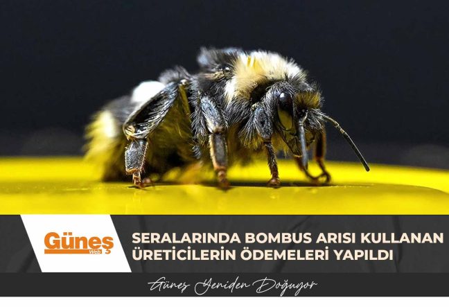 GÜNEŞ MANŞET