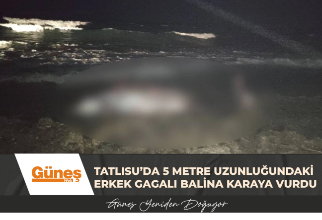 Tatlısu’da 5 metre uzunluğundaki erkek gagalı balina karaya vurdu