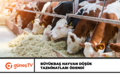 Manşet copy