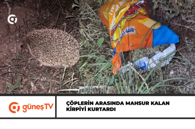 Doğaya atılan çöplerin arasında mahsur kalan kirpiyi kurtardı